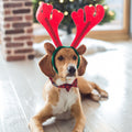 Red Plaid Dog Bow Tie Collar - Fuzzy Friends Boutique